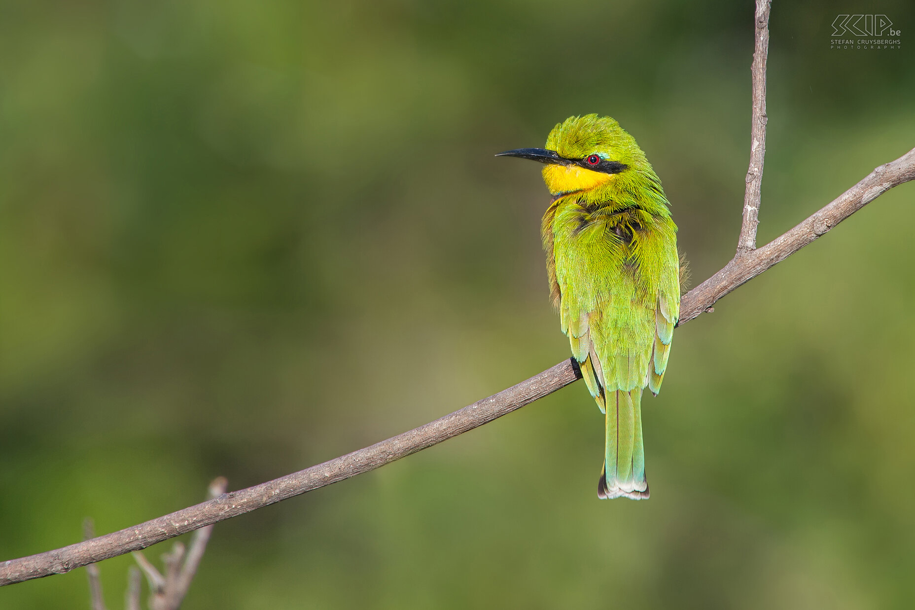 South Luangwa - Dwergbijeneter De dwergbijeneter (Little bee-eater, Merops pusillus)  is de kleinste bijeneter, ongeveer 16-17cm lang. Ze eten hoofdzakelijk insecten, vooral bijen en horzels en ze verlossen zich van de angels door het insect herhaaldelijk tegen een hard oppervlakte te slaan. Stefan Cruysberghs